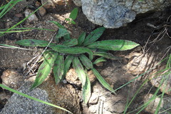 Euphorbia fusiformis